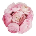 thumbnail image 4 of Light Pink Ranunculus - Fresh Cut - 300 Stems, 4 of 8