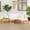 Cream, variant on vidaXL 2 Piece Patio Lounge Set with Dark Gray Cushions Teak Wood