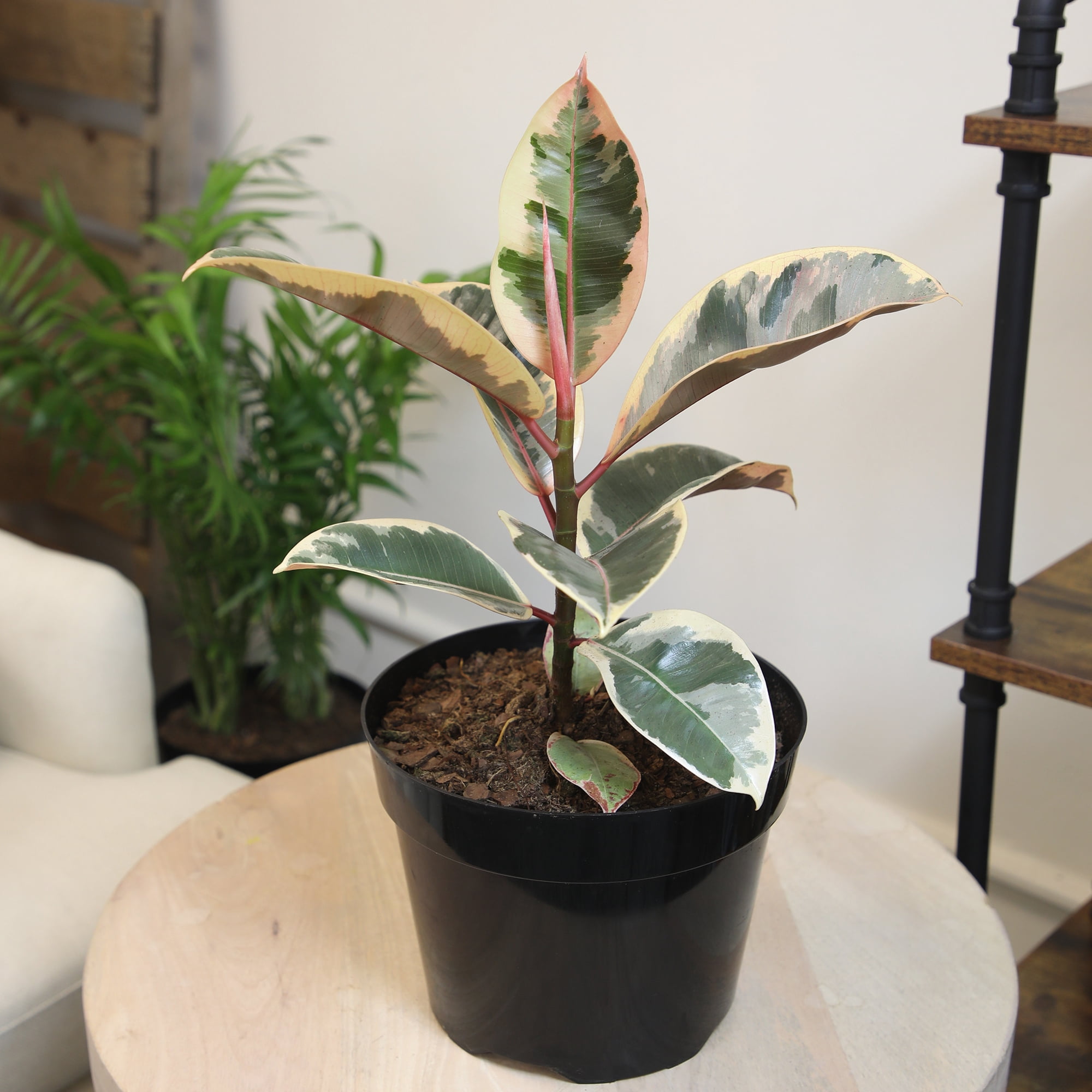Variegated 'Tineke' Ficus Tree Houseplant | 8in Grow Pot; Indirect Light | Element by Altman Plants