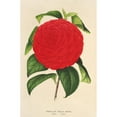 thumbnail image 3 of Charles Antoine Lemaire 13x18 Black Modern Framed Museum Art Print Titled - Camellia Italy Unita (1854-1896), 3 of 5