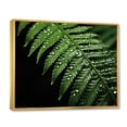 thumbnail image 2 of Designart "Ferns peaceful Resilience" Floral Floater Framed Wall Decor, 2 of 7