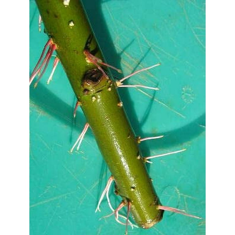 Hybrid Willow Tree Plants for Growing