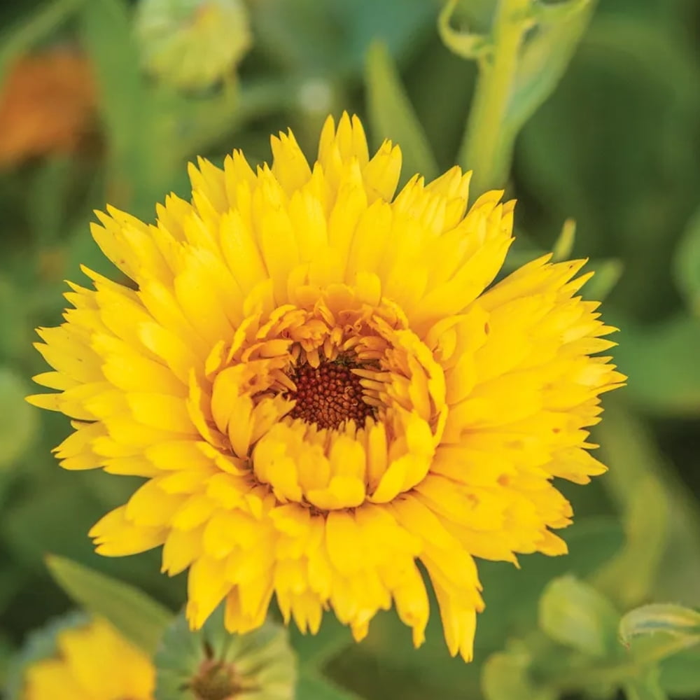 50s Pacific Yellow Calendula Seeds Perennial Non Mix for Planting Pollinator Garden Gardening Sustainable Solutions