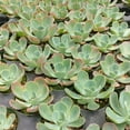 thumbnail image 4 of Echeveria Blue Sky (4"+ Plastic Pot) - Tiny, Lovely, Easy to Care Rosette Succulents - Live Succulents for Home Indoor Place, 4 of 5