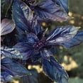 thumbnail image 3 of SCARBOROUGH SEEDS Red Rubin Basil 500 Seeds Heirloom NON GMO Fragrant USA, 3 of 3
