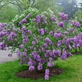 thumbnail image 6 of 25 Lilac Sunday Lilac Seeds Tree Fragrant Flowers Perennial Seed Flower 958 USA, 6 of 24