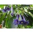 thumbnail image 4 of PEMDASGARDEN 25+ Blue Angel Trumpet (Datura) Flower Plant Seeds, 4 of 5
