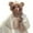 A, variant on Women Woolen Three In One Hooded Cap Earflap Hat Long Scarf Gloves Set Winter Thermal Earflap Hat Scarf Pocket Gloves Set Windproof Bear Themed Set Aviation Hat