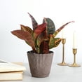 thumbnail image 4 of Live Petra Croton Plant - Colorful Foliage - 4" Decorative Pot Cover - Thorsen's Greenhouse, 4 of 5