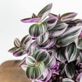 thumbnail image 5 of Tradescantia Nanouk Wandering Jew - Live Plant in a 4 Inch Pot - Tradescantia Albiflora 'Nanouk' - Rare and Elegant Indoor Houseplant - Florist Quality, 5 of 5