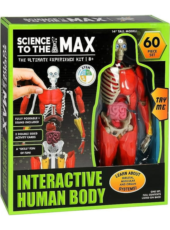Anatomy Toys for Kids in STEM Toys