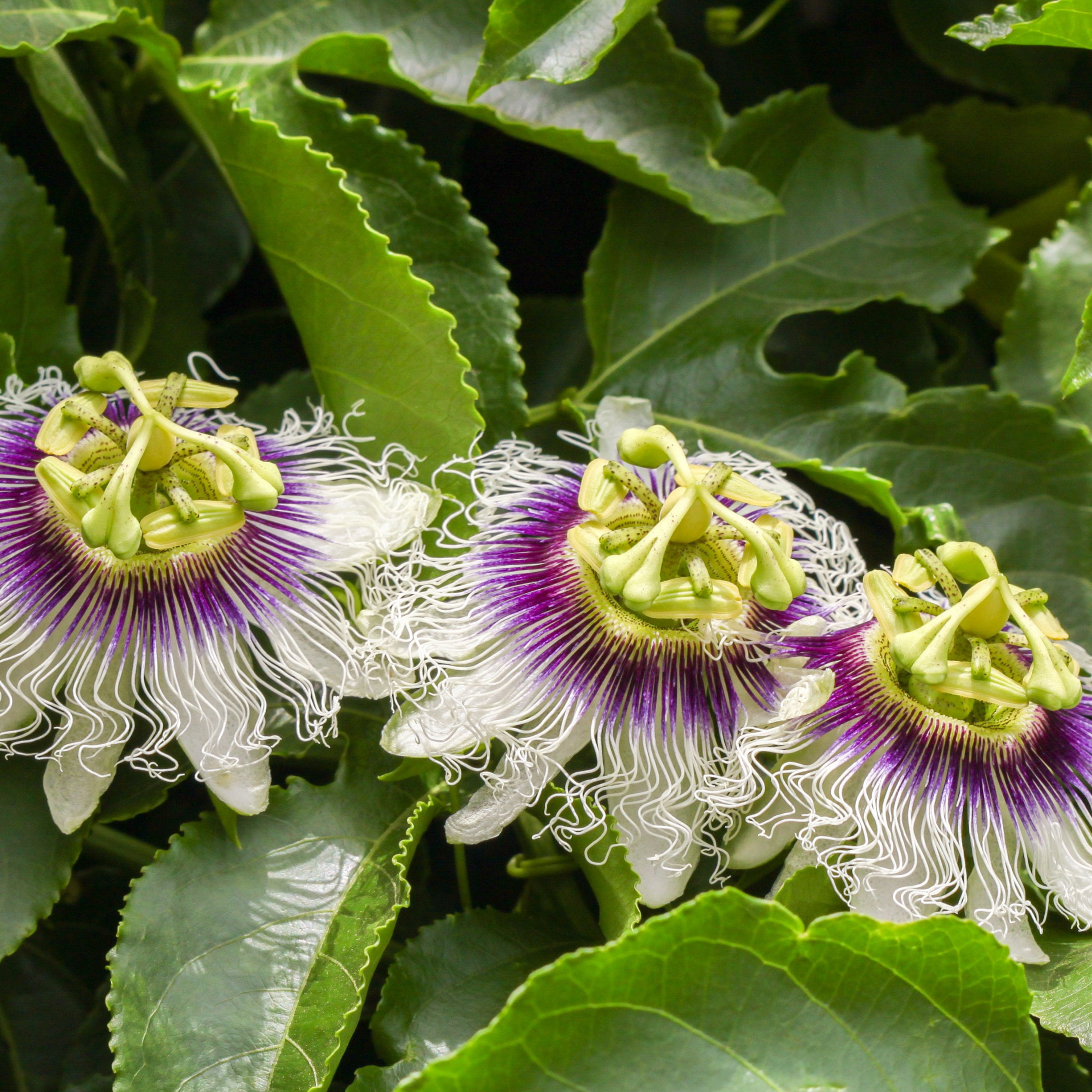 1 gal. Passiflora Poppin Passion Live Annual Vine with White-Lavender Flowers