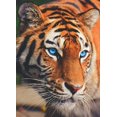 thumbnail image 1 of JM 12x16 pulgadas kit de pintura de diamantes tigre 5D DIY pintura diamante bordado arte mosaico producción hogar pared decoración JM, 1 of 5