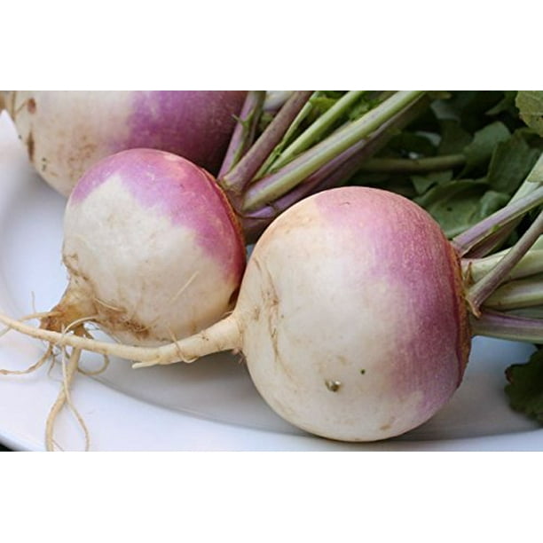 Purple Top Turnip Deer Food Plot By Seed Kingdom 5,000 Seeds