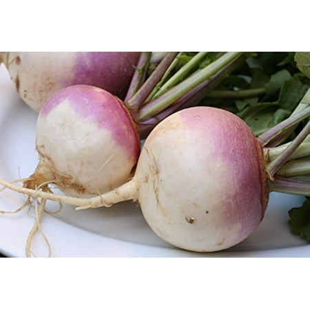 Purple Top Turnip Deer Food Plot By Seed Kingdom 5,000 (Best No Plow Food Plot Seed)