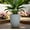 Milk White, variant on WRXELAN Large Ceramic Planter Pot 21 Inch, Tall Plante Pots Decorative Flower Pot with Diamond Textured Pattern and Drainage for Indoor Outdoor Plants (Cyan)