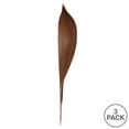 thumbnail image 5 of Vickerman 24-30" Natural Palm Paddle, Set of 3, Dried, 5 of 5
