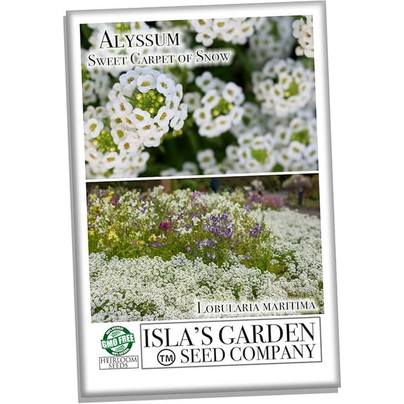 "Sweet Carpet of Snow" Alyssum Flower Seeds for Planting, 1500  Seeds Per Packet, Non GMO & Heirloom Seeds, Scientific Name: Lobularia maritima, Great Home Garden Gift