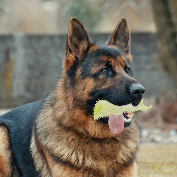 LOLIPPYY Butter Bear Dog Chew Toy TPR Chewing Outdoor Play 1Pack