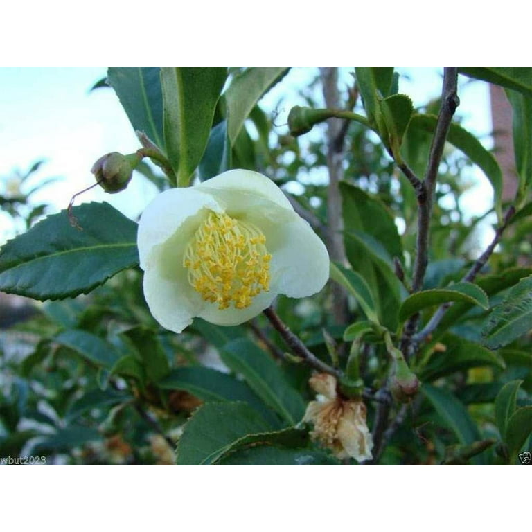 Camellia sinensis 10 Seeds Tea Plant Seeds, Green