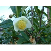 Camellia sinensis 10 Seeds Tea Plant Seeds