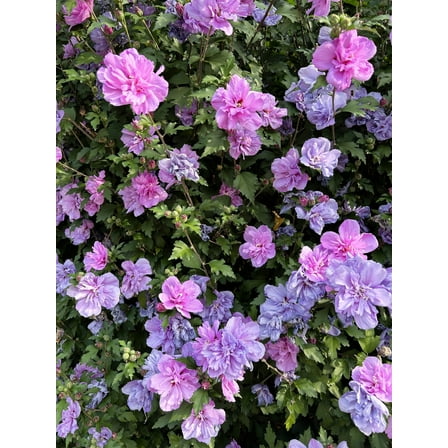 10 Purple Double ROSE Of SHARON Hibiscus Syriacus Flower Tree Shrub Seeds