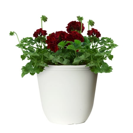 Expert Gardener 1.5G Geranium Live Plant Sun