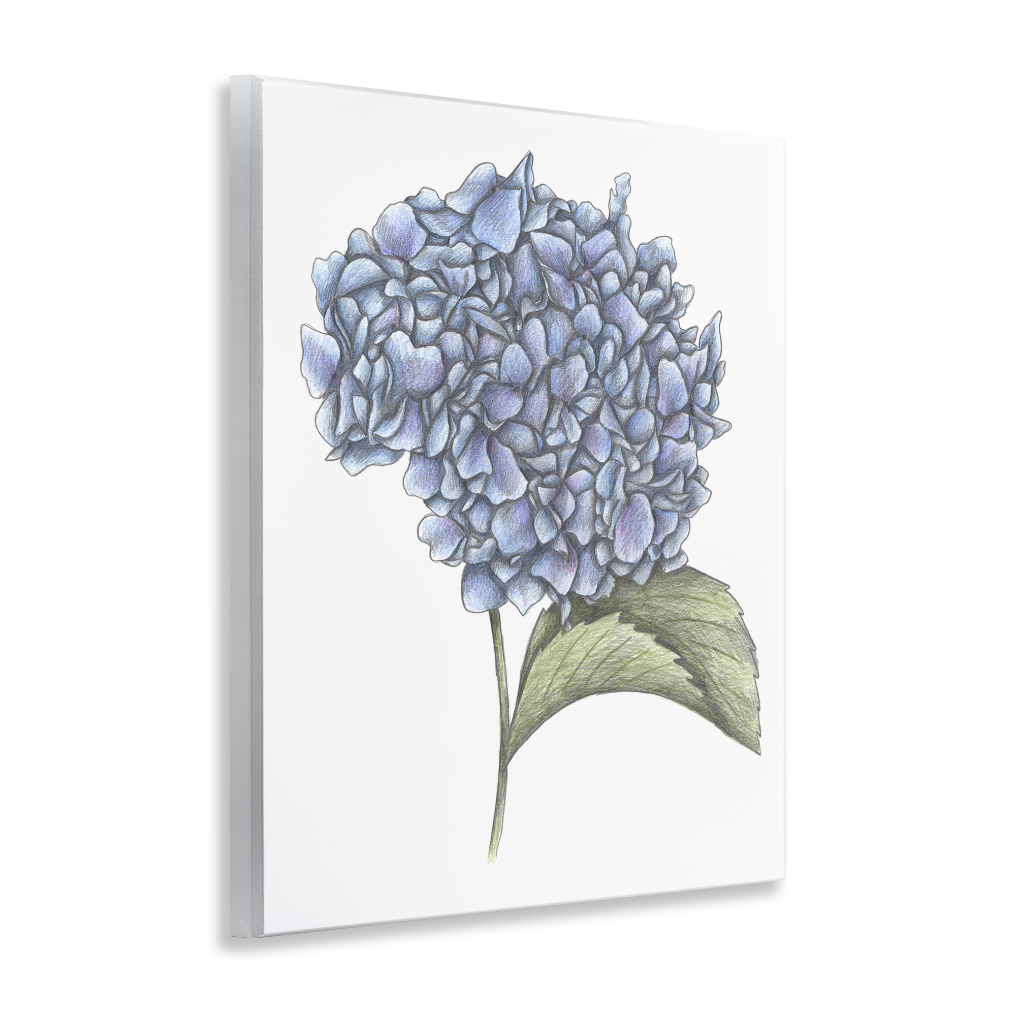 Hydrangea Sketch Blossom Wall Plaque Art, design by Cecilia Battaini