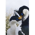 thumbnail image 2 of Paulson, Don 11x14 White Modern Wood Framed Museum Art Print Titled - South Georgia Island Blue-eyed cormorants, 2 of 4