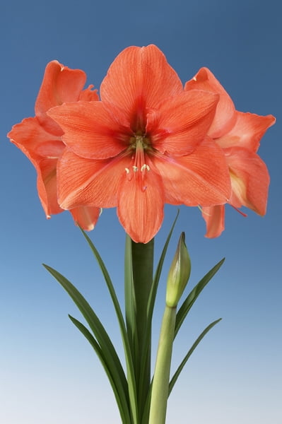 EuroBlooms Amaryllis Desire, Pre Potted Indoor Plant, Orange Blooms, Bright indoor light or filtered sunlight