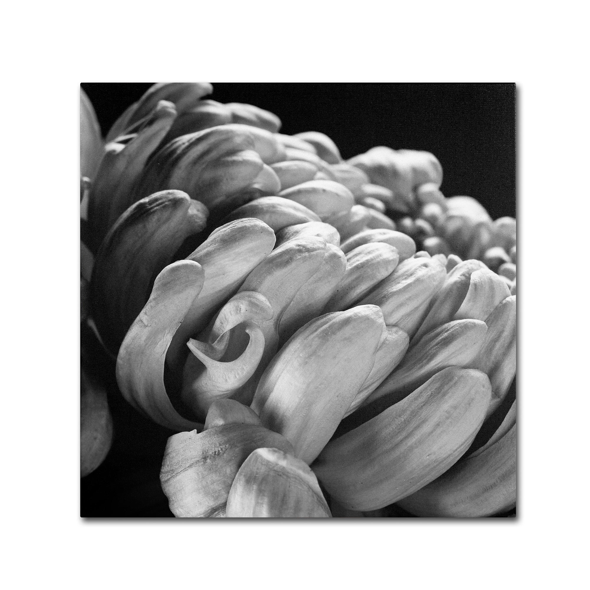 Trademark Fine Art "Mum I" Canvas Art by Michael Harrison