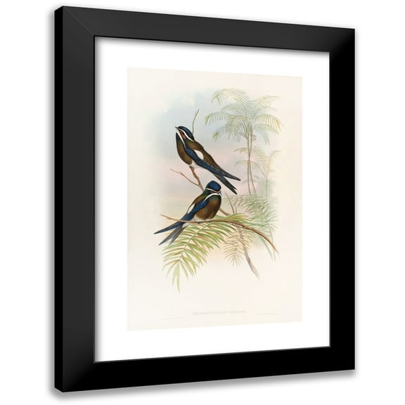 John Gould 11x14 Black Modern Framed Museum Art Print Titled - Hooded Tree-Swift (1850-1883)