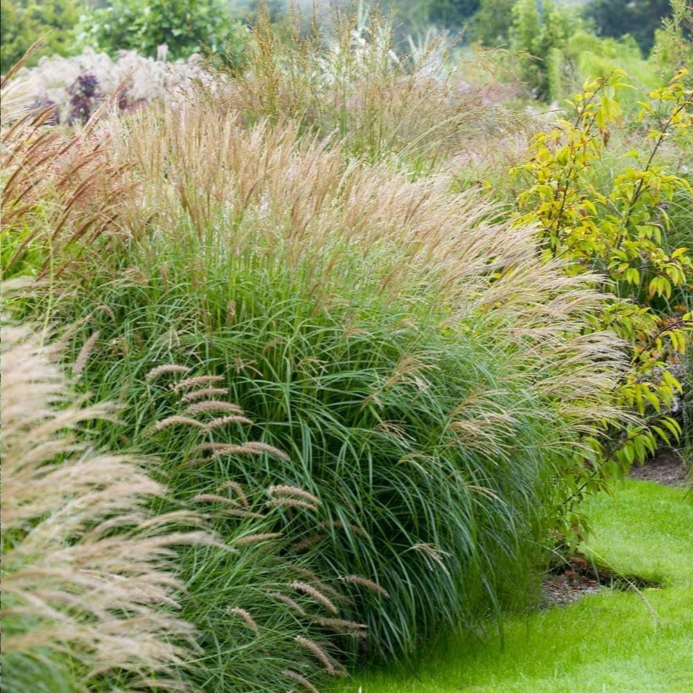 Adagio Maiden Grass  3 Live Plants  Micanthus Sinensis  Hardy Ornamental Grass Perfect for Landscaping and Gardening