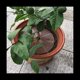 thumbnail image 2 of Protector de Suelo para Maceta con Clavos, Rejilla para Maceta, Cubierta para Maceta, para BebéS, Ratones, JardíN, Hogar, Protector de Plantas, Repelente de Gatos, Verde., 2 of 5