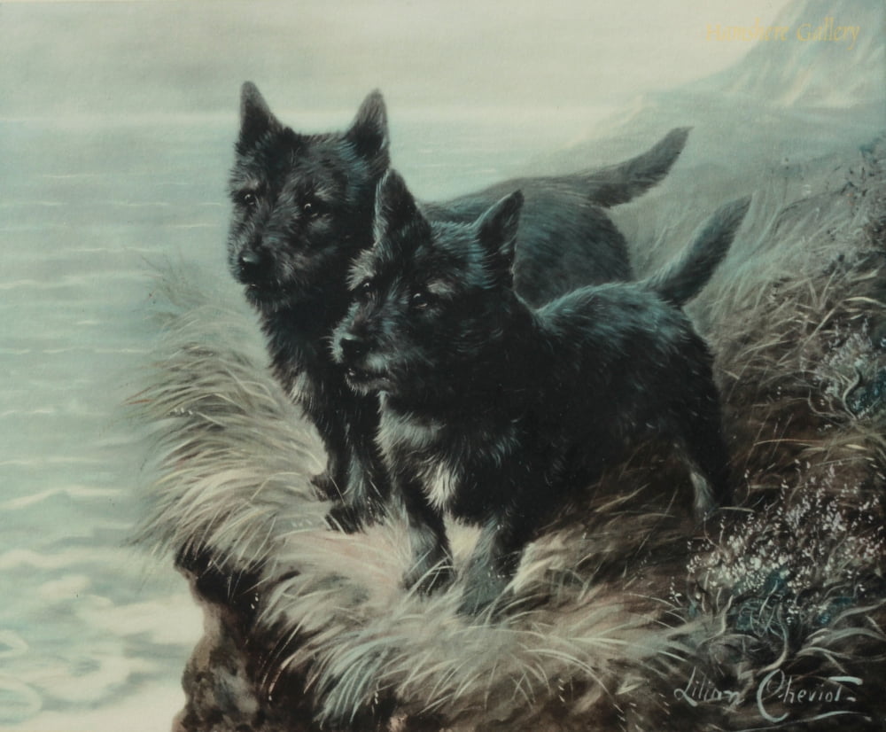 Scottish Terriers C