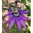 thumbnail image 5 of Passiflora Lady Lavender Live Plant, Purple Flower Plant Passion Flower Vine Plant for Garden 4 to 6 Inc Tall, 5 of 6