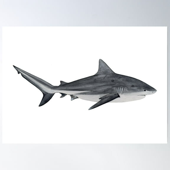 Bull Shark-Carcharhinus Leucas Poster Wall Art, Modern Wall Decor For Living Room Bedroom, 12x18 UNFRAMED