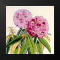 thumbnail image 2 of Hooker, Joseph Dalton 20x20 Black Modern Framed Museum Art Print Titled - Rhododendron Campbelliae Flower, 2 of 5