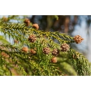 Japanese Cedar | Medium Tree Seedling