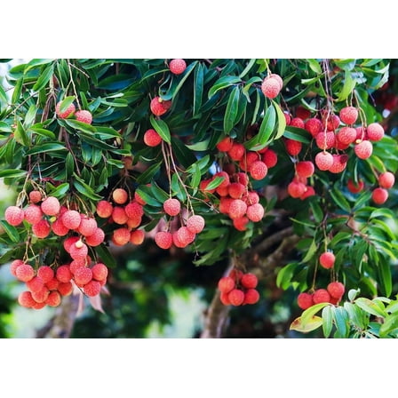 Lychee Live Plant 5-8" Tall in Cup - Lychee Fruit Tree - Seeding Lychee Live Plant - Sweet Tropical Fruit Tree - Outdoor Garden