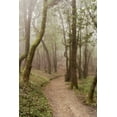 thumbnail image 2 of Blaustein, Alan 23x32 Black Ornate Wood Framed with Double Matting Museum Art Print Titled - Oak Tree - 22, 2 of 4
