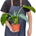 thumbnail image 3 of House Plant Dropship 6-PHILODENDRON-CONGO.GREEN Philodendron Congo Green Pot Plant, 3 of 3