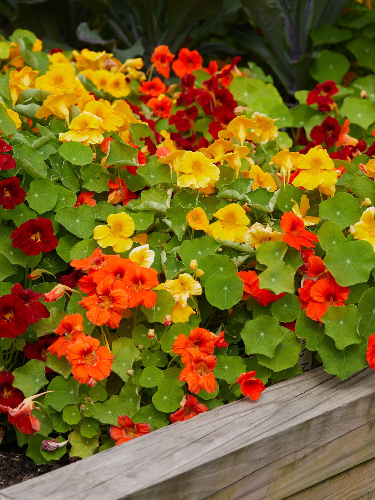 Burpee Supernova Mixed Colors Nasturtium Flower Seed