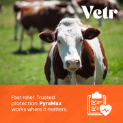 Vetr Pyramax 5% Pyrantel Pamoate Oral Suspension for Dogs & Cats Digestive Care, 500 ml