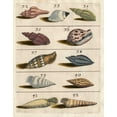 thumbnail image 2 of Unknown 20x24 White Modern Wood Framed Museum Art Print Titled - Shell Collection V, 2 of 4