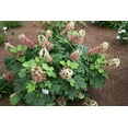 thumbnail image 2 of Jetstream™ Oakleaf Hydrangea, 2 of 2