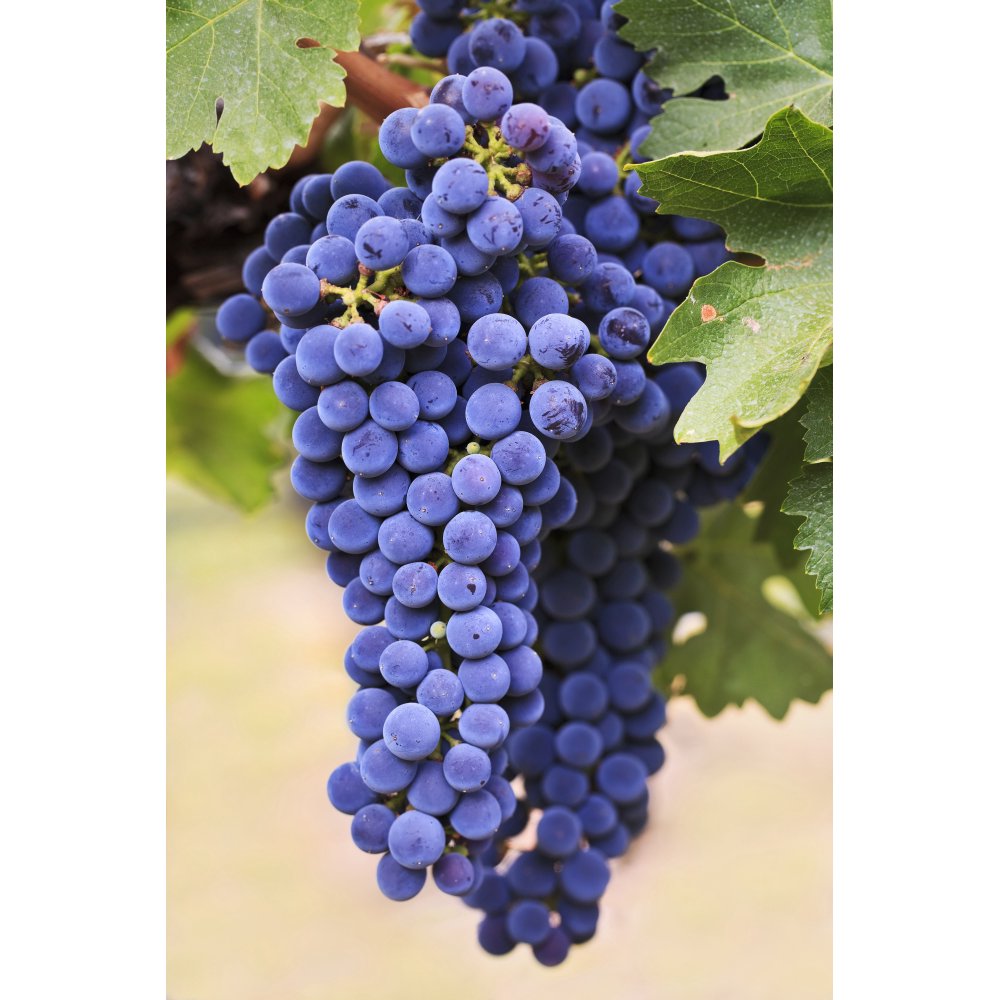 Grapes (Merlot Red Wine Variety) Growing On The Vine In Okanagan Valley