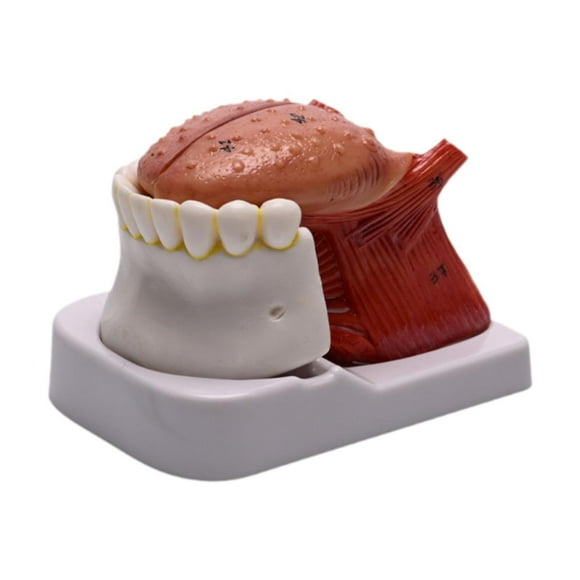 Yinanstore Human Tongue Anatomy Model with Mandible and Lower Tooth, PVC Study 4 Part Numbered Human Tongue Model for Kids Demonstration
