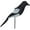 Magpie, variant on Plastic Magpie Decoys Realistic Full Body Life Size Shooting Pest Larsen Trap-Flying Black crow