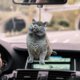 thumbnail image 1 of Colgante De Coche, Creatividad, Gato, Adornos Colgantes Para Coche, Espejo Retrovisor Para Coche, Gran Regalo Para Amigos Y Familiares Yuarrent VI012330-04, 1 of 6